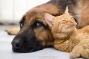 Dormir com pets: benefícios e riscos que você precisa saber