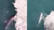 Drone flagra tubarões-brancos devorando baleia na Califórnia; veja vídeo