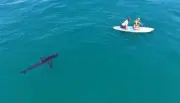 Drone flagra tubarão-branco seguindo remadores na Califórnia