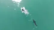 Drone flagra tubarão seguindo surfista na Califórnia
