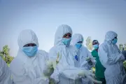 Ebola Bundibugyo: cientistas sem acesso a amostras do vírus para vacinas