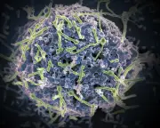 Ebola se esconde no sistema nervoso central, aponta estudo