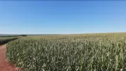 El Niño ameaça safras globais de cacau, café e açúcar