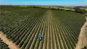El Niño traz alívio para Brasil e Argentina na inflação de alimentos, diz Oxford