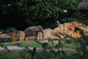 Elefanta Baby chega ao santuário no MT após 30 anos no Beto Carrero
