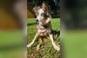 Enfermeira e amiga indiciadas por abandonar cão doente em Campo Grande
