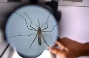 Entenda suspensão da vacina contra dengue do Butantan pelo Ministério da Saúde