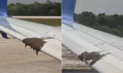 Enxame de abelhas atrasa voo da Delta em Cancún; veja vídeo