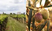 Esporão aposta em vinhos e azeites orgânicos para conquistar brasileiros