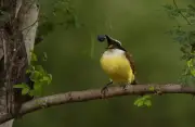 Estudo: 99% das árvores da Amazônia dependem de animais para se reproduzir
