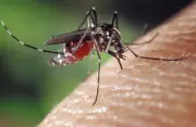 Estudo em Singapura infecta voluntários com dengue para testar tratamentos