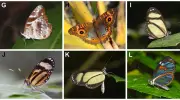 Estudo revela 241 espécies de borboletas em reserva entre Alagoas e Pernambuco