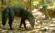 Estudo revela imagens inéditas do 'cachorro fantasma' amazônico