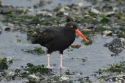 Estudo revela que aves se masturbam com frequência e de forma natural