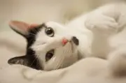 Estudo revela que gatos e cães melhoram humor, mas não reduzem estresse