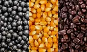 EUA apontam açaí, milho e café como produtos brasileiros com trabalho forçado