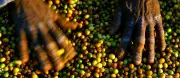 EUA incluem Brasil em lista de países que falham contra trabalho forçado