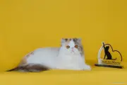 Eventos no Rio: gastronomia, gatos e Copa animam a cidade