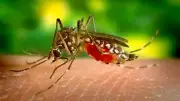 Ex-presidente da Anvisa defende vacina do Butantan contra dengue suspensa