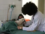 Exercício ilegal da Medicina Veterinária agora é crime no Brasil