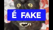 É fake: vídeo viral de ilusão de ótica com cão e gato de ponta cabeça