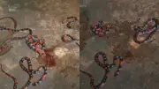Família encontra quatro cobras falsas-corais dentro de casa no Ceará