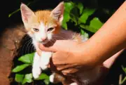 Feira de adoção de cães e gatos ocorre neste domingo em Campo Grande