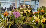 Feira de Orquídeas no Pátio Limeira Shopping neste fim de semana