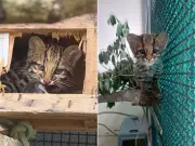 Filhote de gato-do-mato volta à natureza em SP após reabilitação