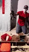 Filhote de gato é resgatado por bombeiros em Ubatuba