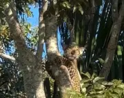 Filhote de onça-pintada sobe em árvore para fugir de queixadas no Pantanal