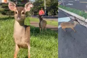 Filhote de veado invade avenida em Campo Grande e é resgatado