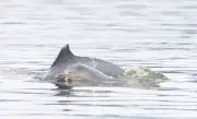Filhotes de boto-cinza são flagrados na Baía de Guanabara