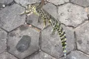 Filhotes de jacaré são resgatados após tentarem entrar em casa em Corumbá