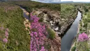 Florada do ipê-rosa encanta moradores de Buriti dos Montes no Piauí