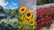 Floradas encantam no ES: girassóis, lavanda e cerejeiras