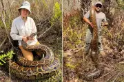 Flórida remove 3,7 toneladas de pítons gigantes para proteger fauna