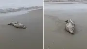 Foca-leopardo da Antártica é registrada em praia de SC