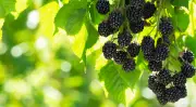 Folhas de amora: benefícios e receitas para incluir na dieta