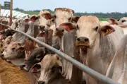 Futuros do gado de engorda dos EUA sobem com alerta de mosca-da-berne