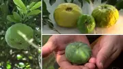 Gabiroba gigante: fruta rara da Mata Atlântica exclusiva do ES