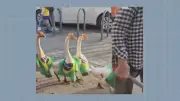 Gansos com bandeira do Brasil viralizam ao desfilar no Rio