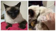 Gata é baleada com chumbinho em briga de vizinhos em Guarulhos