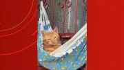 Gato dorme em rede na porta de casa e viraliza com 10,8 milhões de views