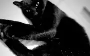 Gato vidente que acertou empate do Brasil aposta em vitória contra Haiti
