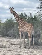 Girafa Gracie é encontrada 'gorda e feliz' após duas semanas de fuga no Texas