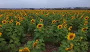 Girassóis colorem 38 hectares em Pederneiras (SP) e viralizam