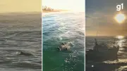 Golfinhos 'surfam' em ondas iluminadas pelo nascer do sol em Torres