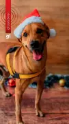 Graciele Lacerda adota cão rejeitado em feiras de adoção em Goiás