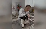 Gripe canina: sintomas, transmissão e como proteger seu cão no inverno